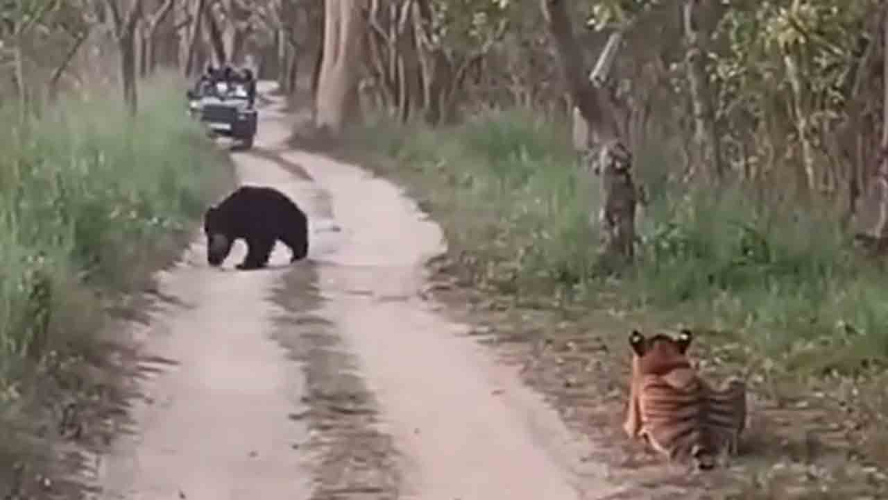 Watch| పులి, ఎలుగుబంటి మధ్య అరుదైన ఘర్షణ.. వీడియో వైరల్‌