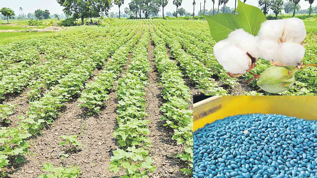 పత్తి రైతుకు విత్తన భారం