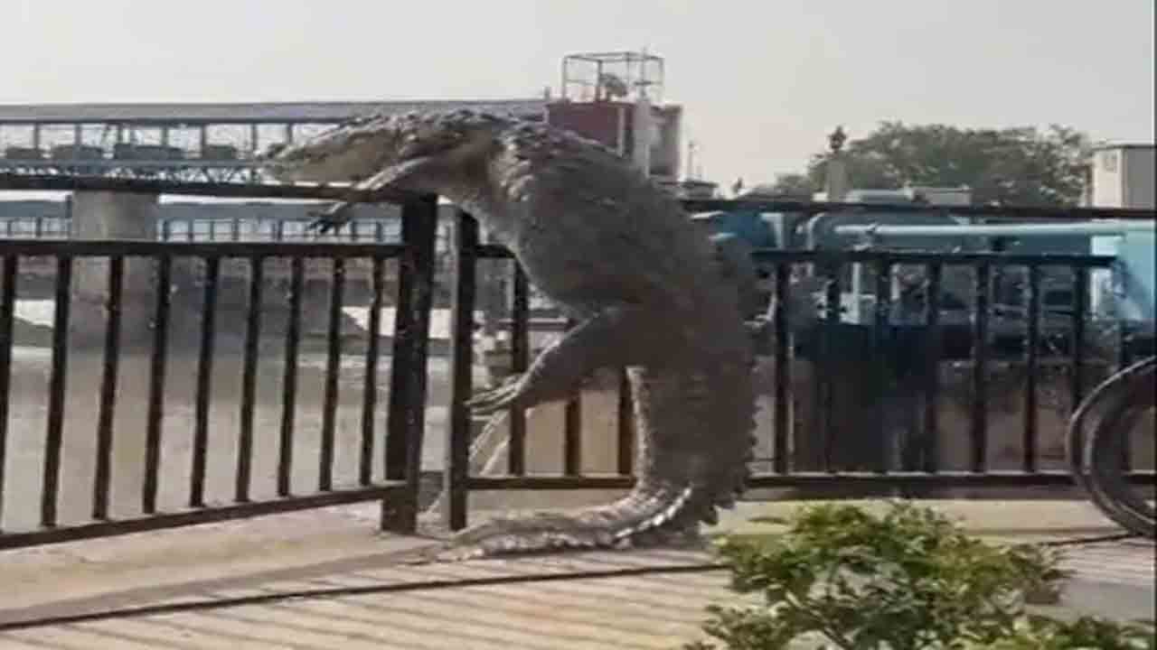 Watch: రైలింగ్ పైకి ఎక్కేందుకు ప్రయత్నించిన మొసలి.. తర్వాత ఏం జరిగిందంటే?