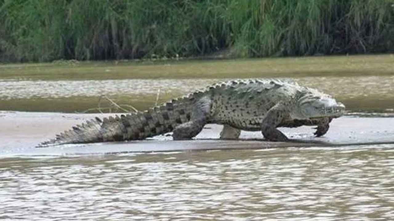 Karnataka | మాటలు రాని కొడుకును మొసళ్లకు విసిరేసింది!