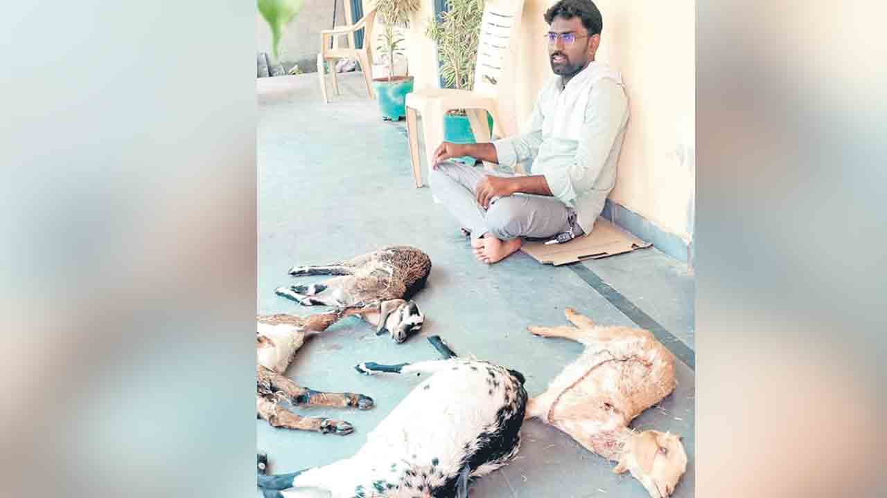 మరణించిన మేకలకు పరిహారం ఇవ్వాలని..