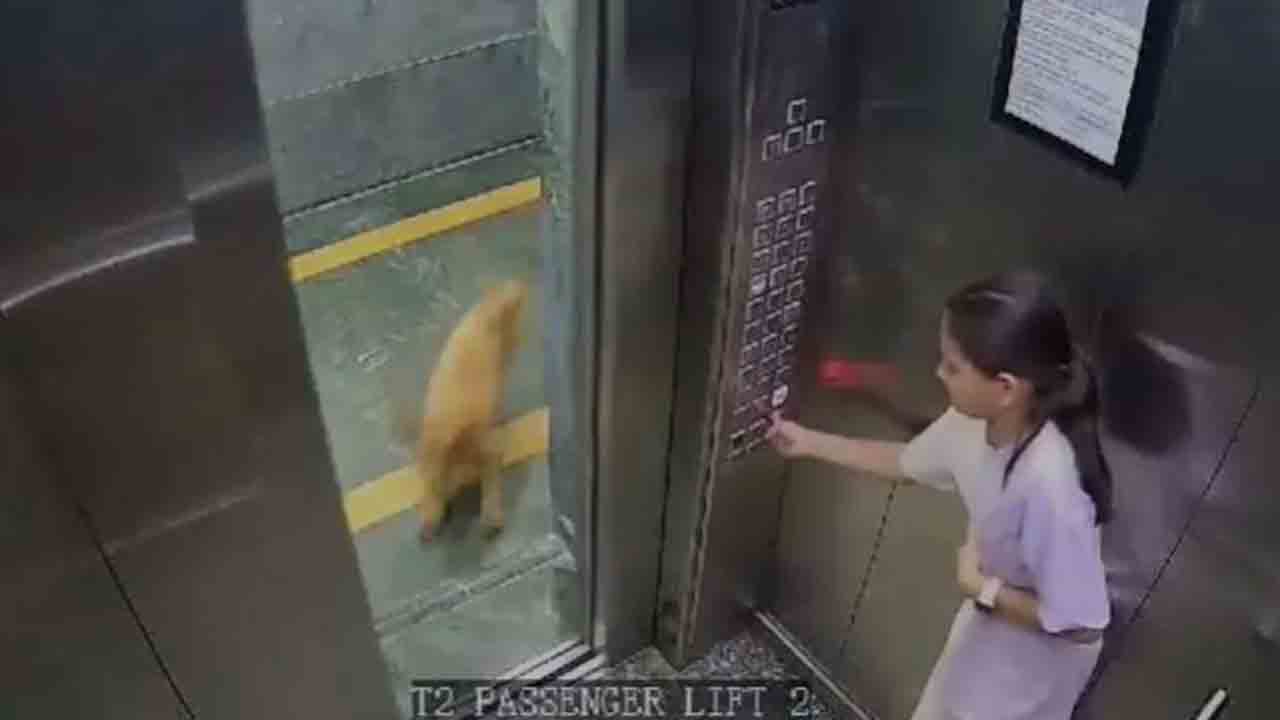 Dog | లిఫ్ట్‌లో బాలికపై దాడి చేసిన శునకం.. వీడియో