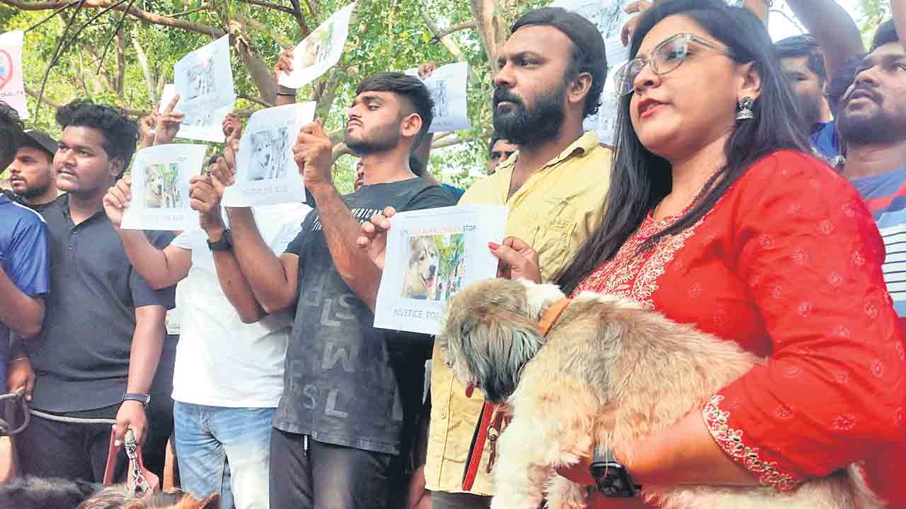 జంతువులను ప్రేమించండి