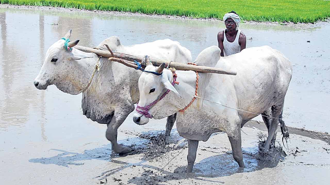 Agriculture | పెట్టుబడిలో వ్యవ‘సాయం’ పెరుగాలె