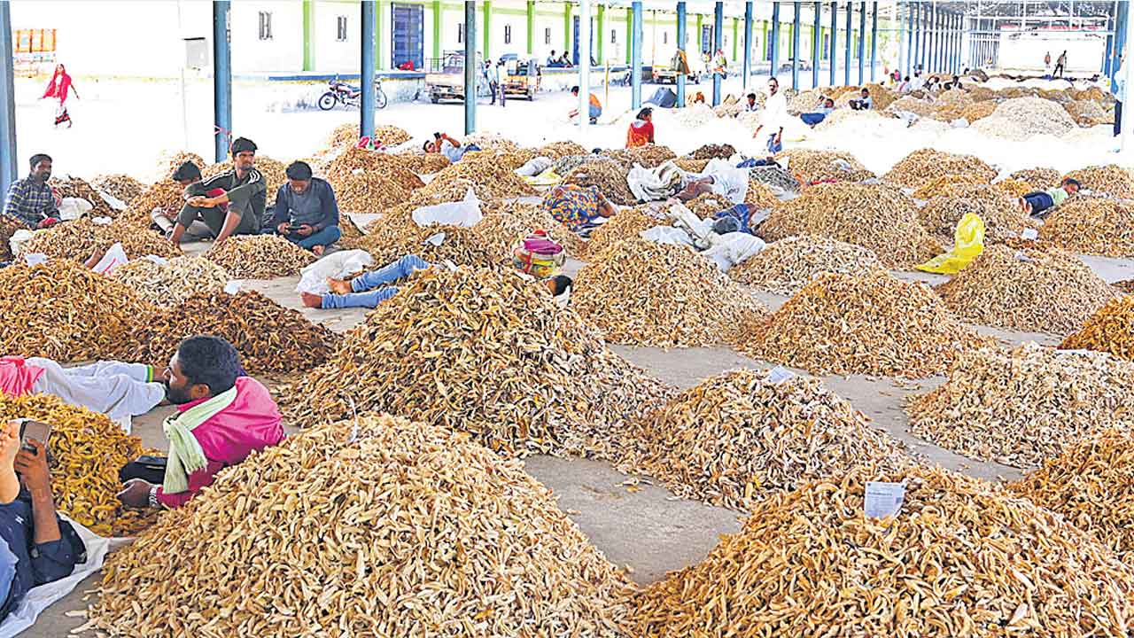 గిట్టుబాటు ధర లేక ఆమ్‌చూర్‌ విలవిల