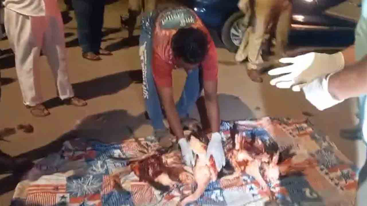 Flamingos | విమానం ఢీకొని 36 ఫ్లెమింగోలు మృతి