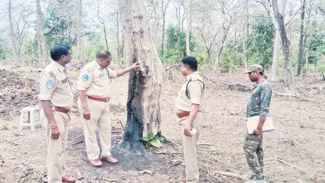 అడవుల నరికివేతపై విచారణ