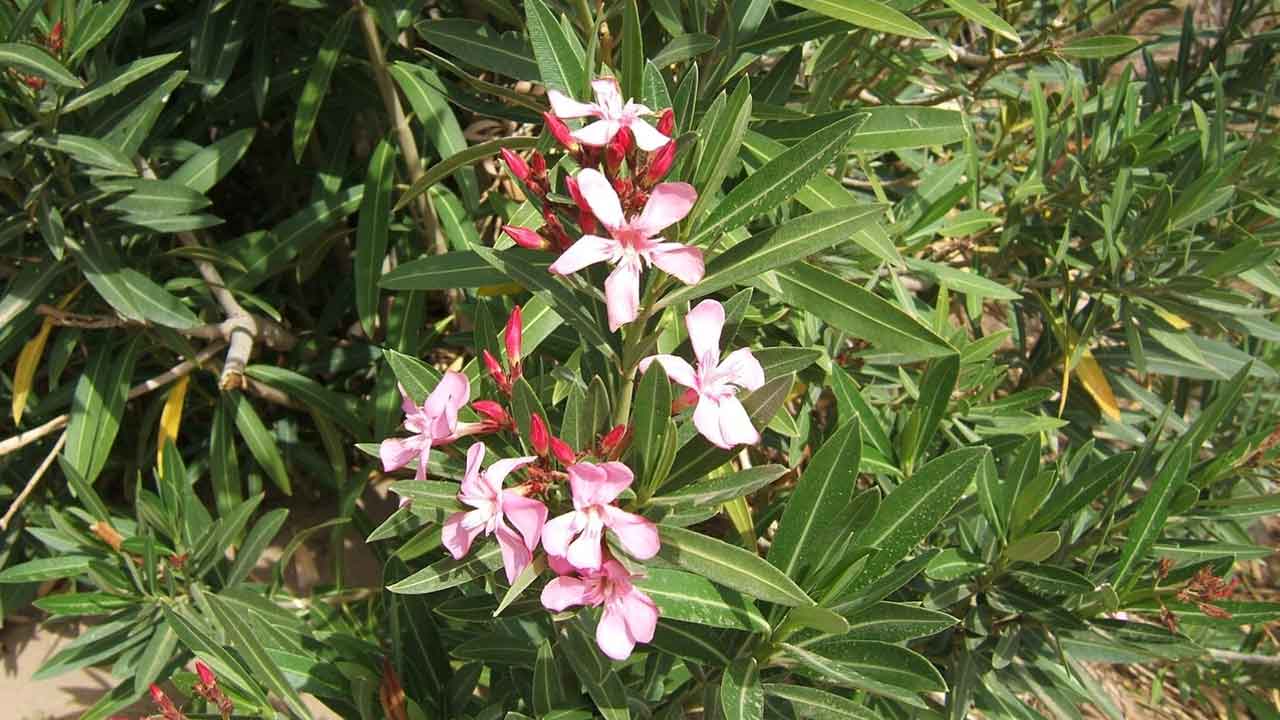 Kerala | దేవాలయాల్లో గన్నేరు పూల వాడకంపై నిషేధం.. ఎందుకంటే..