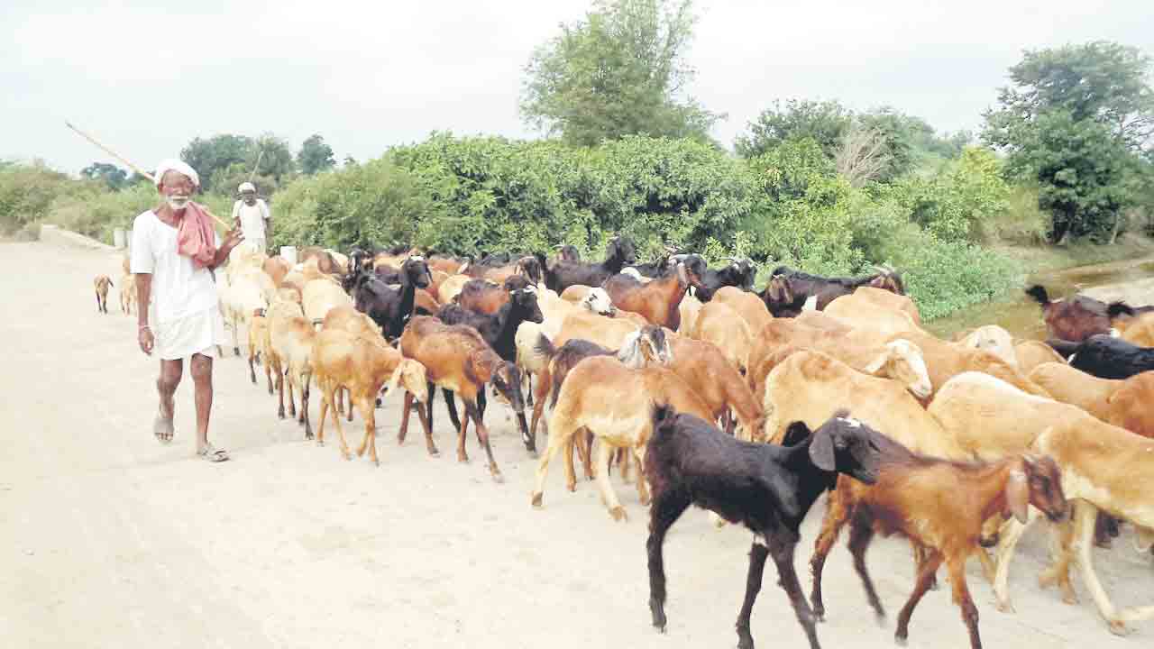 గొల్ల కుర్మల ఆశలు ఆవిరి