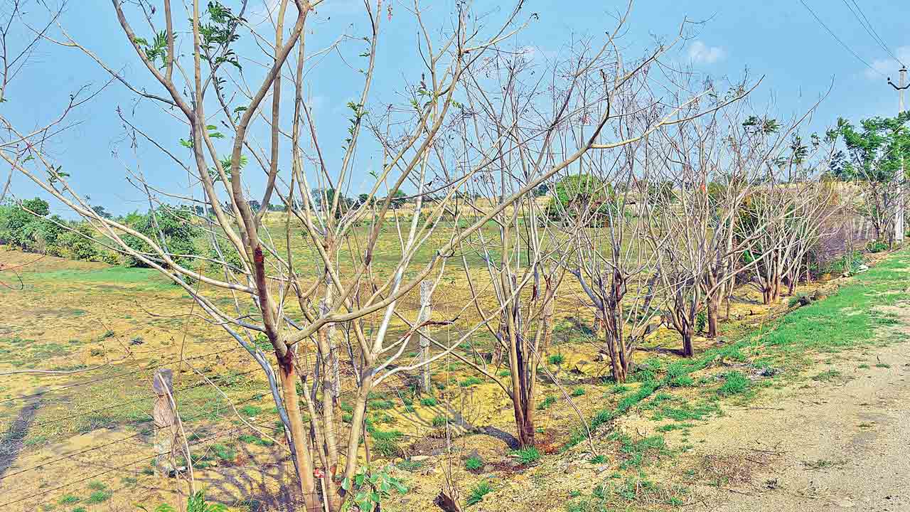 హరితహారంపై నిర్లక్ష్యపు నీడ !