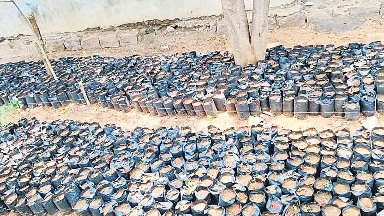 ‘హరిత’ం.. ఏమిటీ నిర్లక్ష్యం?