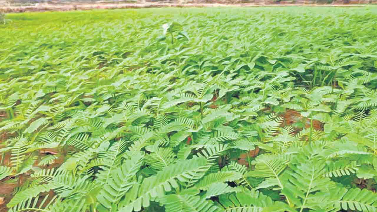 పచ్చిరొట్టతో ప్రయోజనాలెన్నో..