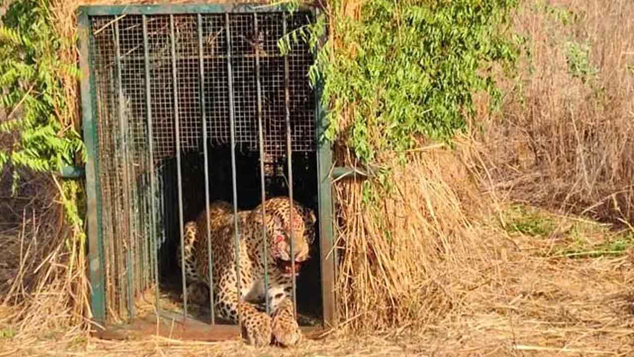Airport Leopard | ఎట్టకేలకు బోనులో చిక్కిన చిరుత..
