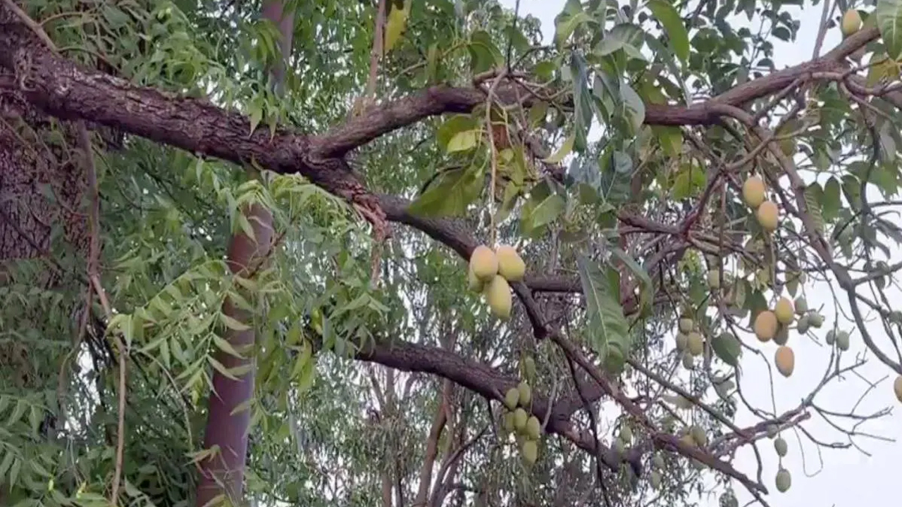 Mangoes | వేపచెట్టుకు మామిడికాయలు..! ఆశ్చర్యపోతున్న జనం..! Viral Video