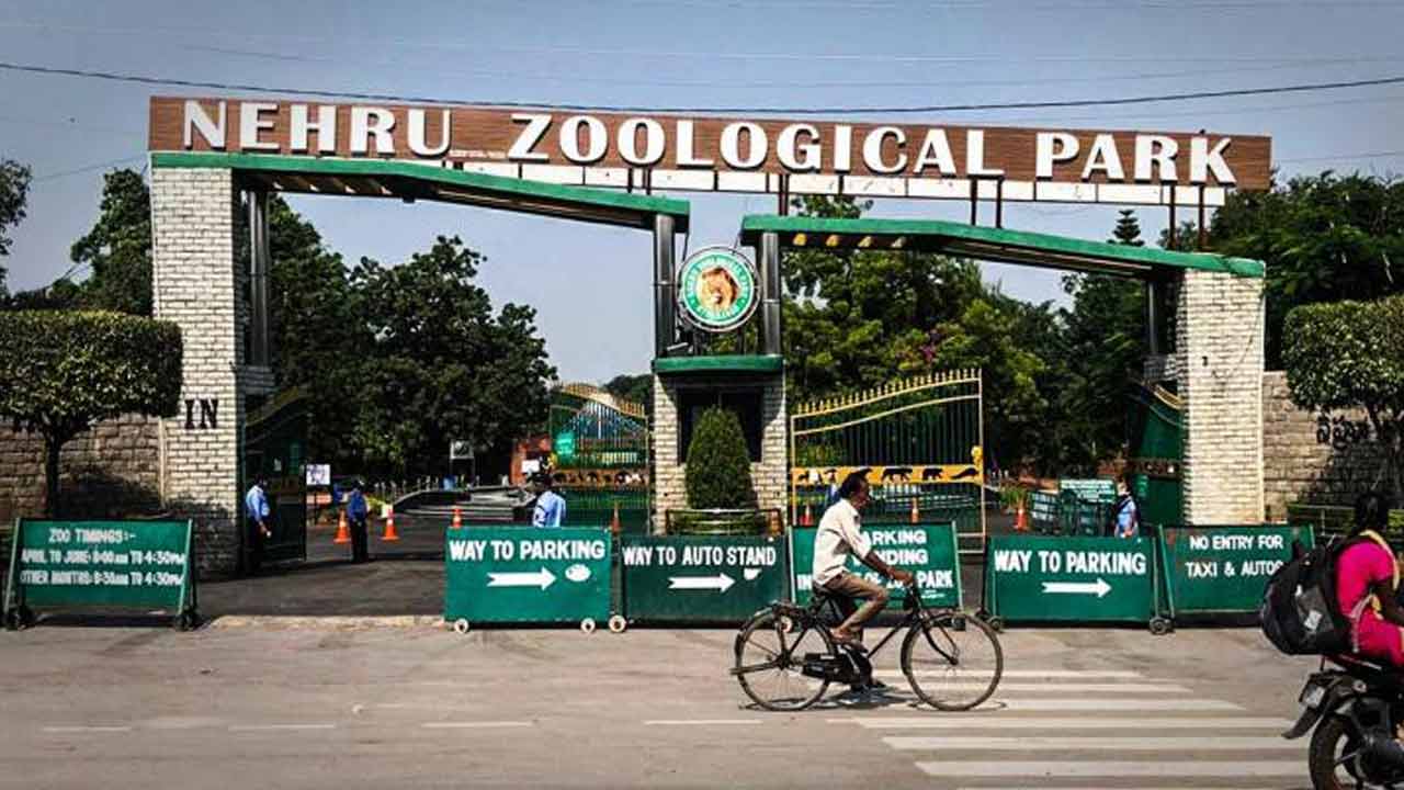 ‘నెహ్రూ’ జంతువుల శ్మశానవాటిక!