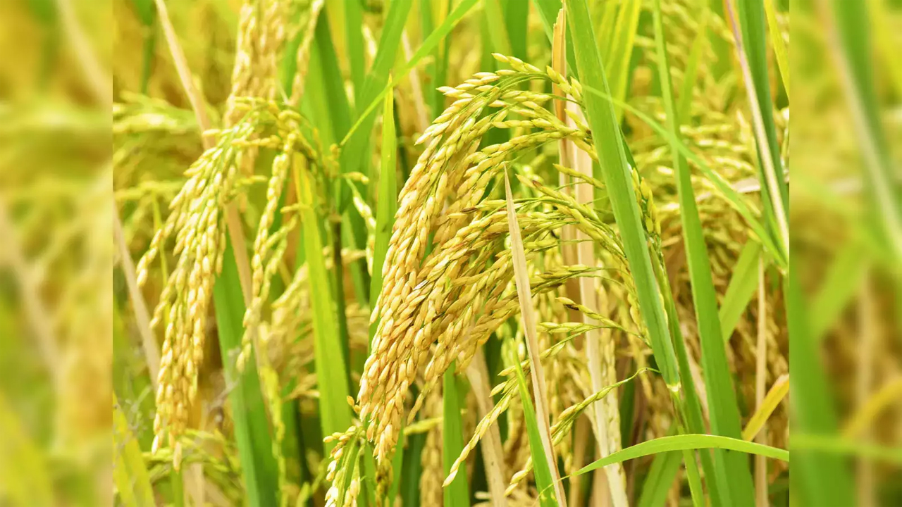 Congress Govt | సన్నాలకూ బోనస్‌.. కొనుగోలు కేంద్రాలకు తెచ్చిన రైతులకే!