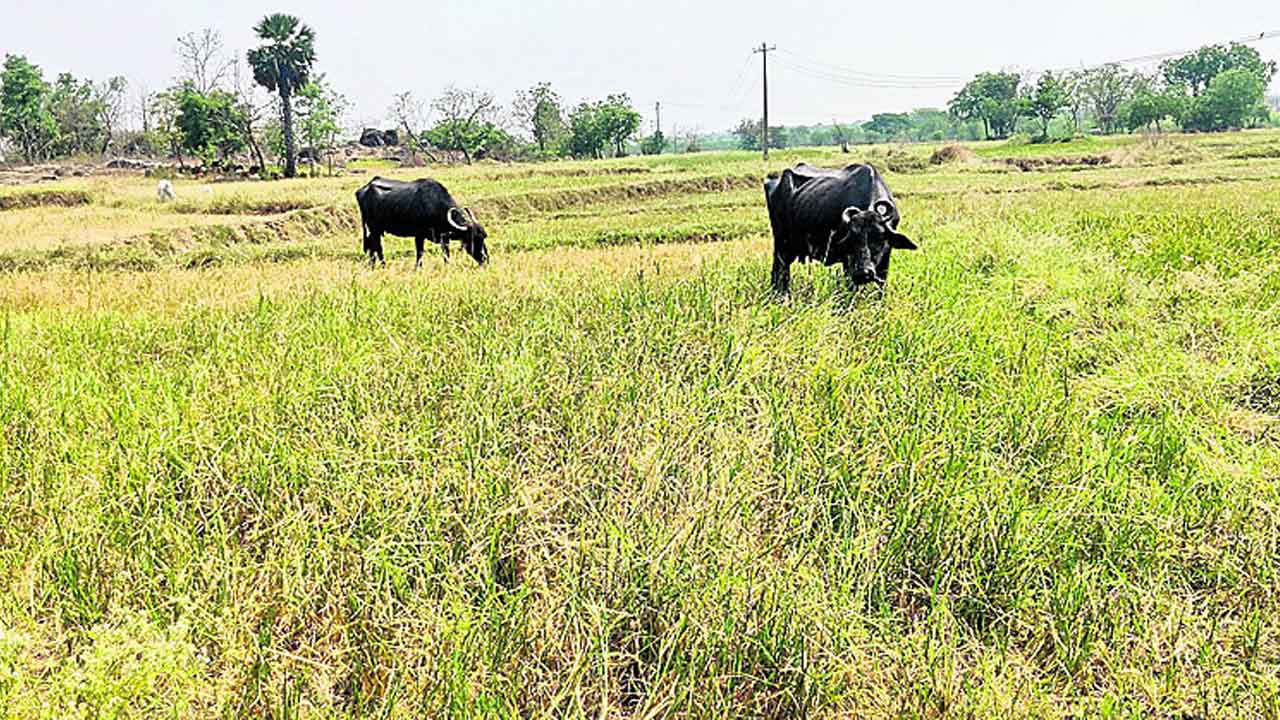 రైతుకు లేదు భరోసా..