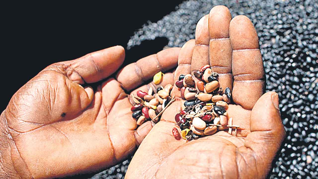 Telangana | విత్తనాల కోసం రైతులు మళ్లీ యుద్ధం.. పత్తి, జనుము, జీలుగ విత్తనాల కోసం పడిగాపులు