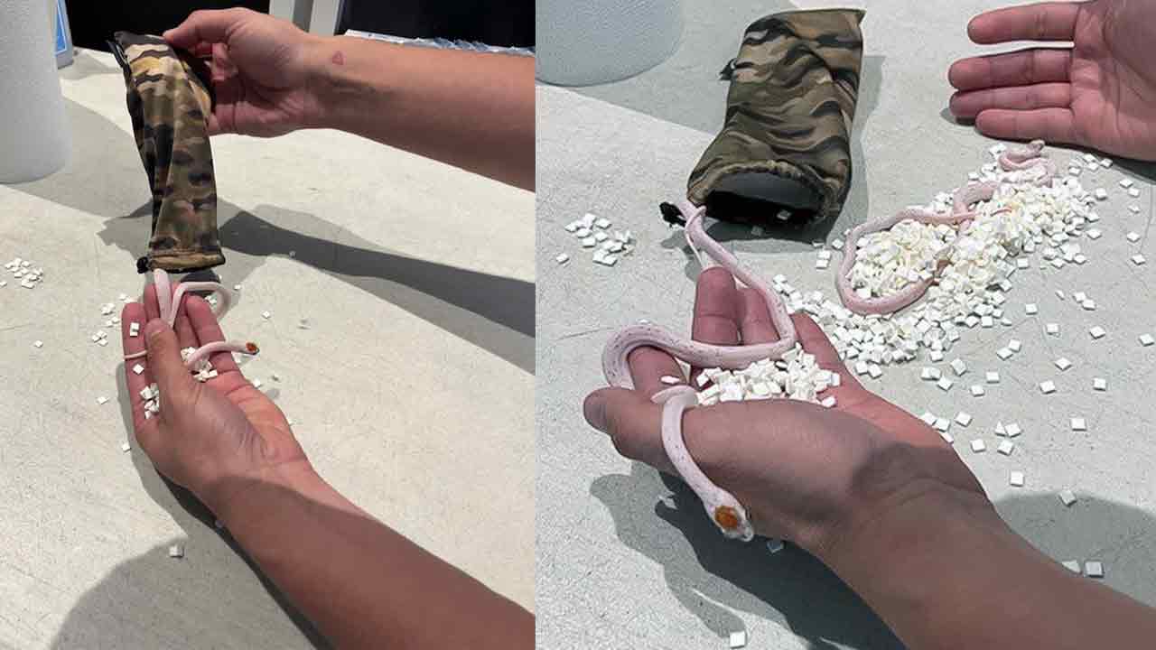 Snakes | ప్యాంటులో పాములు.. ఎయిర్‌పోర్టులో పట్టుబడిన ప్రయాణికుడు