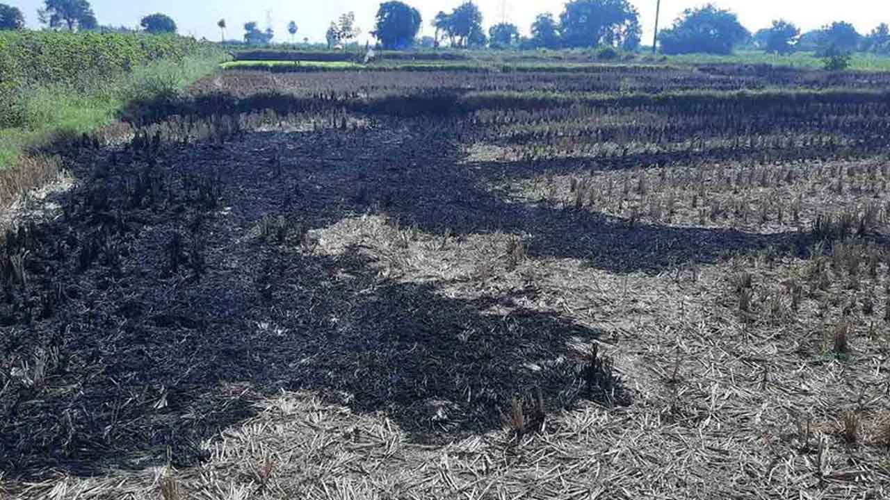 Tummala Nageswara Rao | వరి కొయ్యలు తగలబెడితే జరిమానా.. అధికారులకు మంత్రి తుమ్మల ఆదేశం