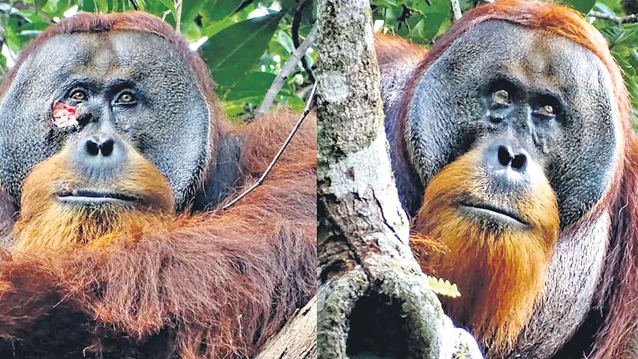 Monkey | పసరు వైద్యం చేసుకున్న కోతి.. ఆకు పసరుతో గాయానికి స్వీయ చికిత్స!