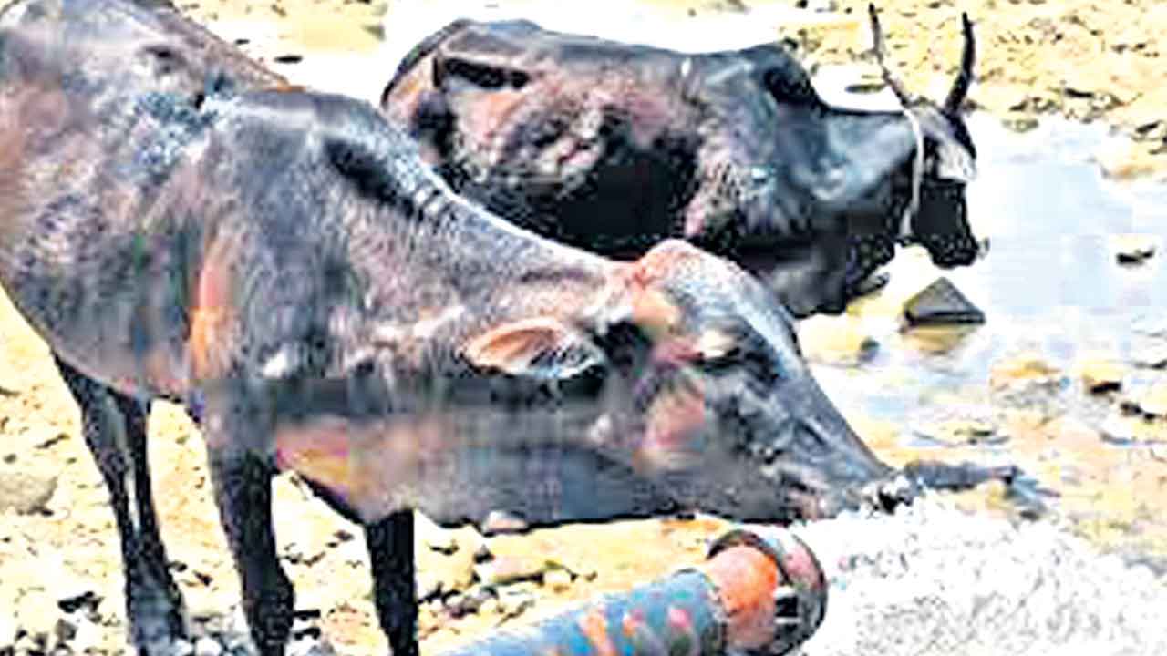 జీవ కారుణ్యమే భగవత్‌ సేవ