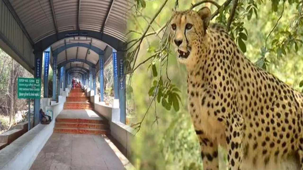 Tirumala | తిరుమల నడక మార్గంలో చిరుతల సంచారం.. ఆందోళనలో భక్తులు