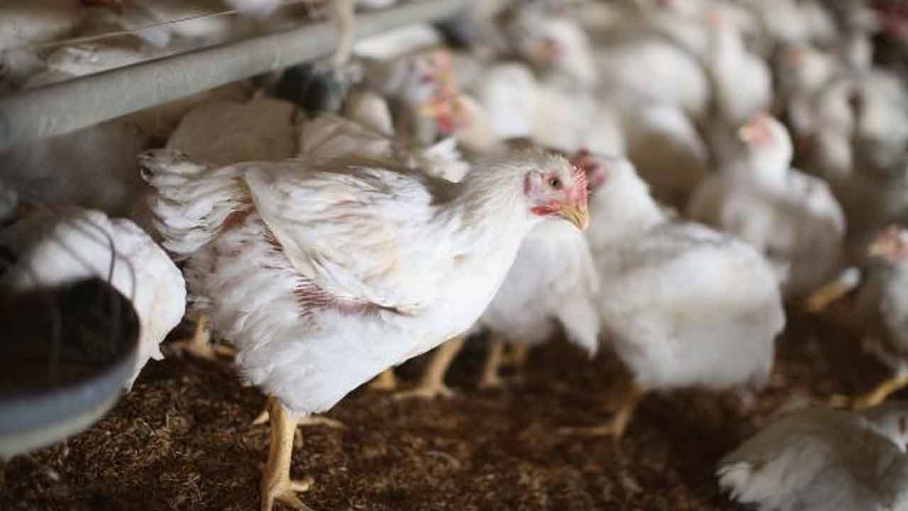 బర్డ్‌ఫ్లూతో అమెరికాలో 40 లక్షల కోళ్ల హననం