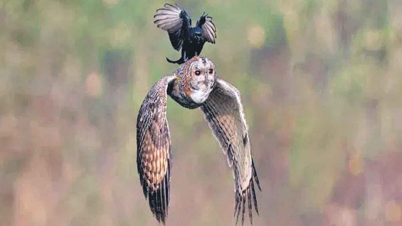 Photographer Hari | హైదరాబాదీ ఫొటోగ్రాఫర్‌ హరికి అరుదైన గౌరవం