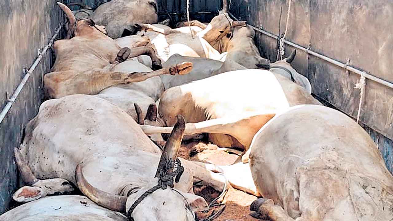 ఊపిరాడక 15 ఎడ్లు మృతి