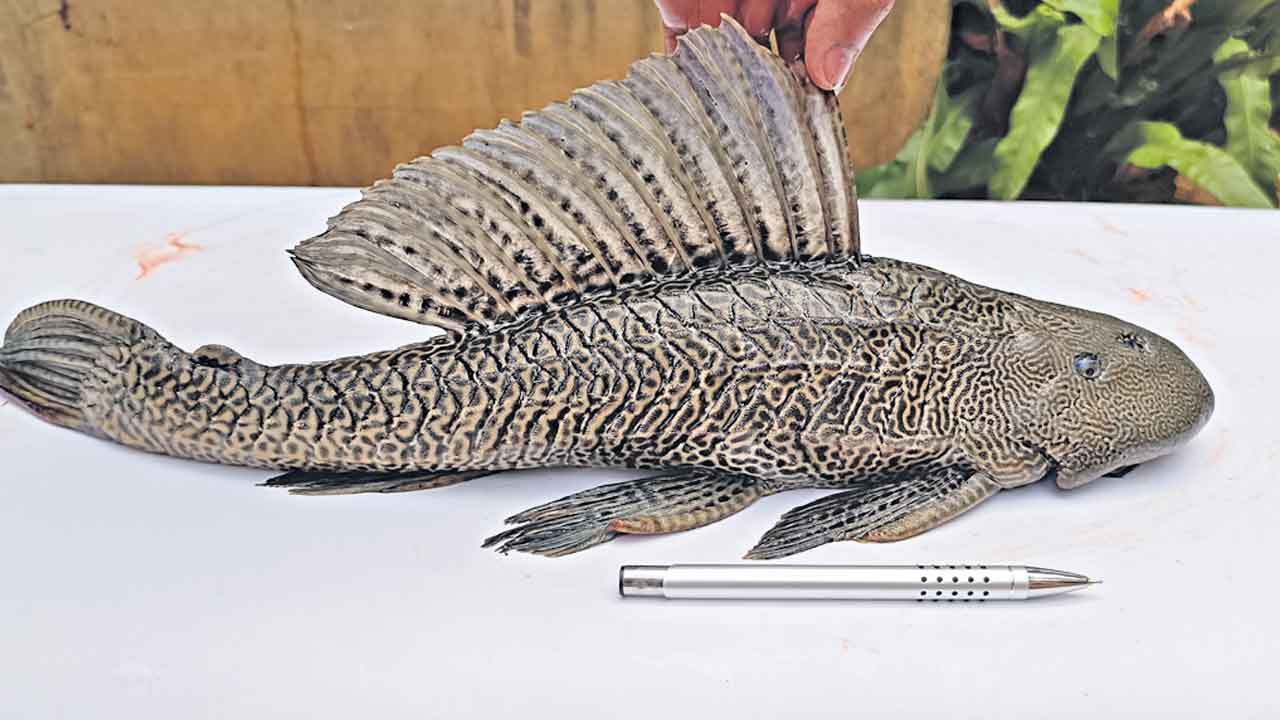 క్యాట్‌ఫిష్‌ను గుర్తించేందుకు ఈడీఎన్‌ఏ విధానం