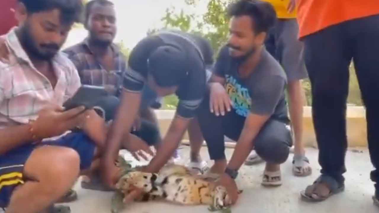 Wild cat | అది పులిపిల్ల కాదు.. అడవి పిల్లి!