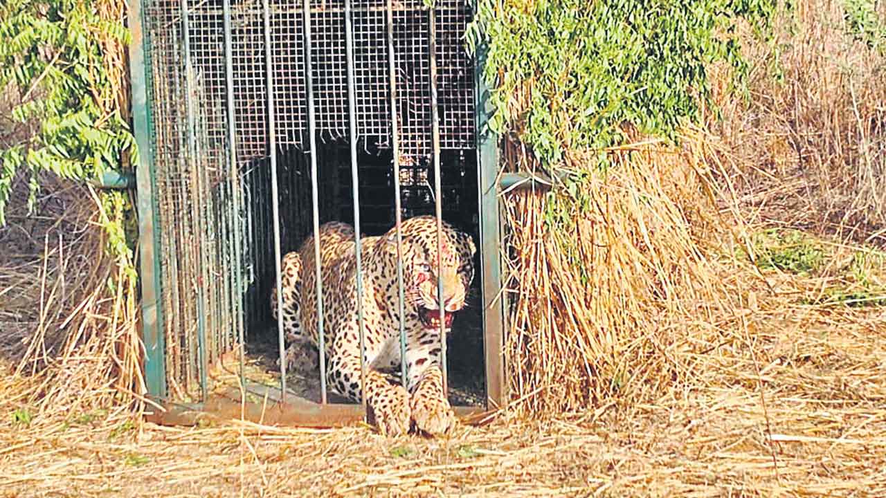 చిక్కిన ‘ఎయిర్‌పోర్ట్‌’ చిరుత