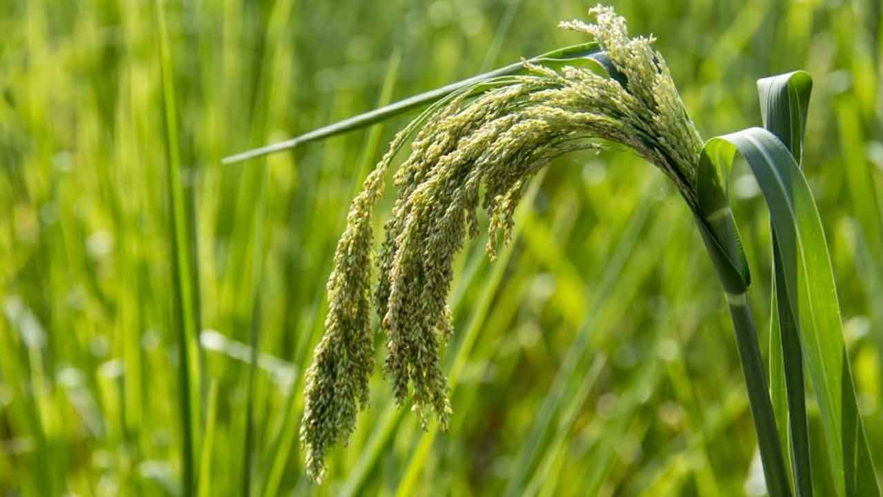 నిమిషాల్లో గింజలోని పోషకాల గుర్తింపు