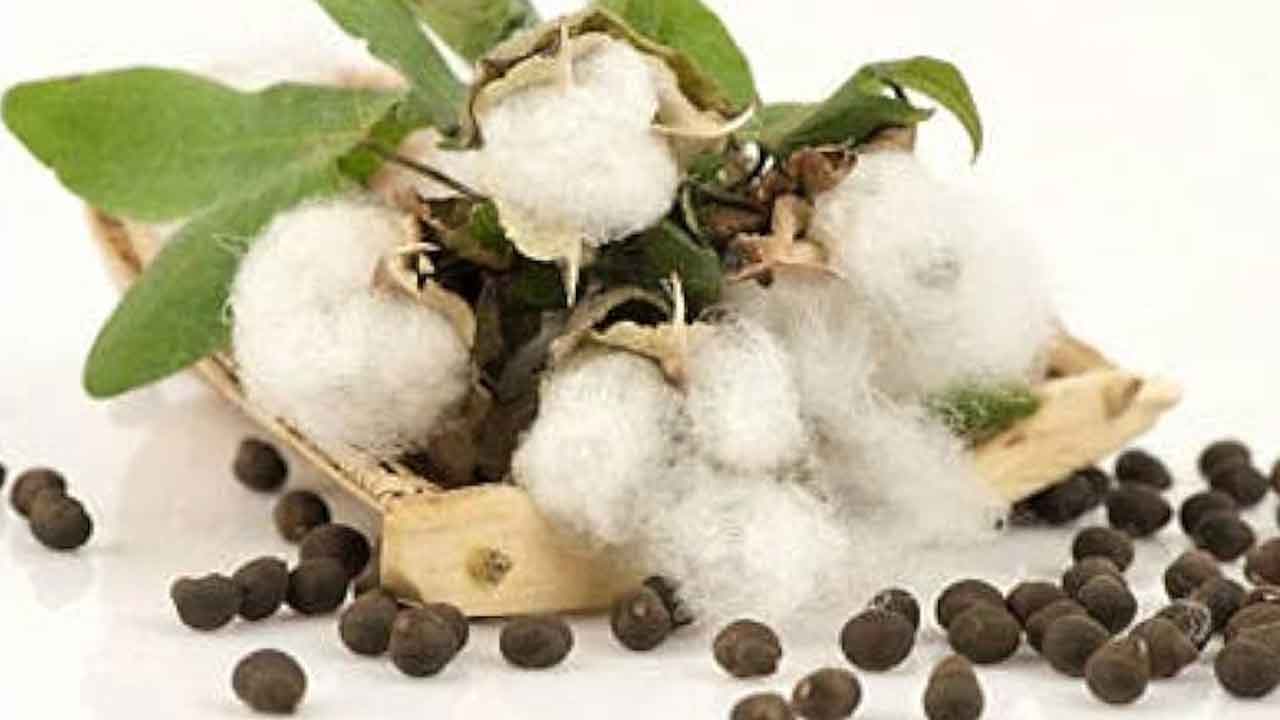 అందుబాటులో పత్తి విత్తనాలు