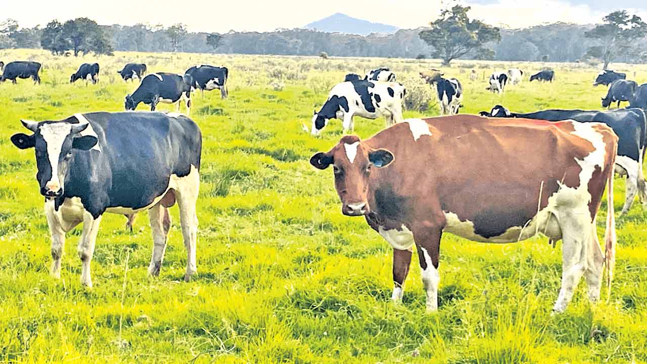 ప్రపంచంలోనే పశు సంపద అత్యధికంగా కలిగిన దేశం ఏది?