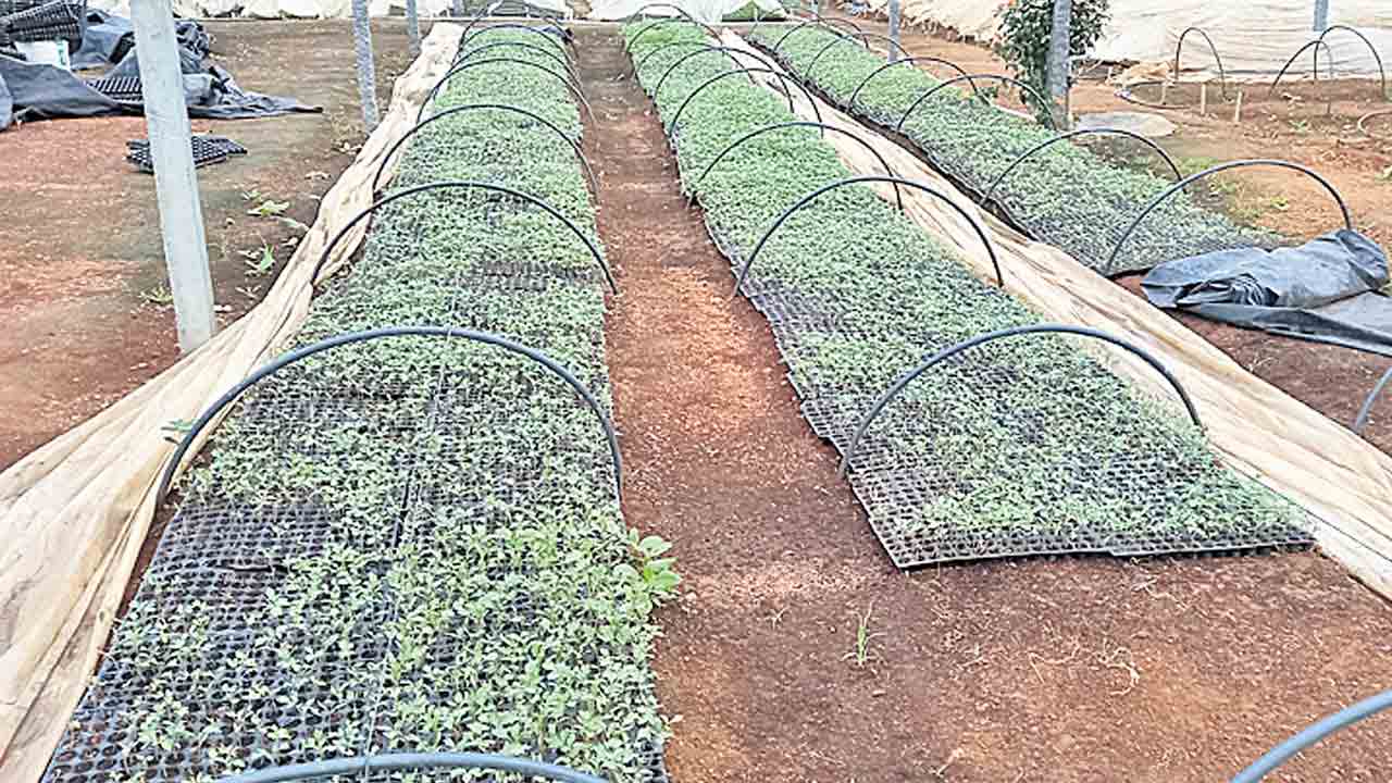 నర్సరీల్లో కూరగాయల నారు