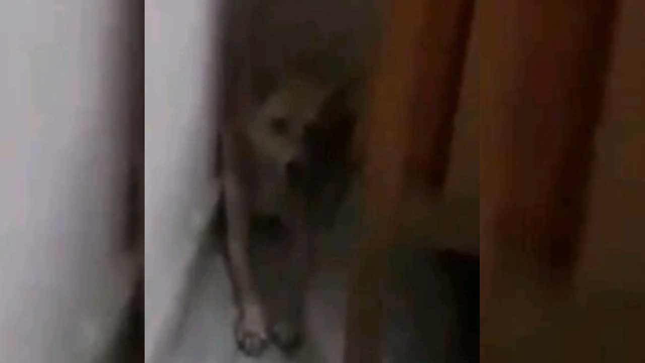 Telangana | ఇంట్లో చొరబడ్డ కుక్క.. డయల్‌ 100కు కాల్‌ చేసి హెల్ప్ అడిగిన వ్యక్తి