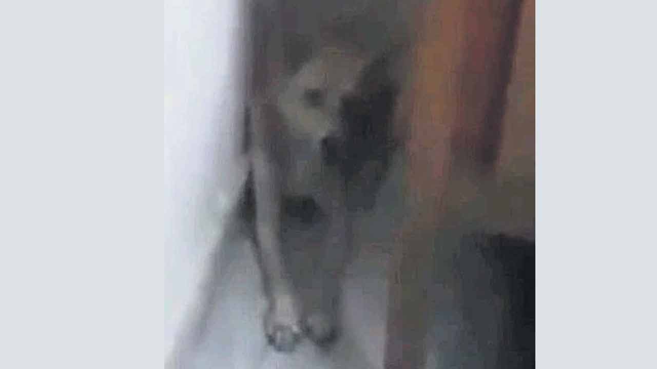 Stray Dog Carrys Newborn | నవజాత శిశువును నోటకరుచుకెళ్లిన కుక్క.. వీడియో వైరల్‌తో   దర్యాప్తు