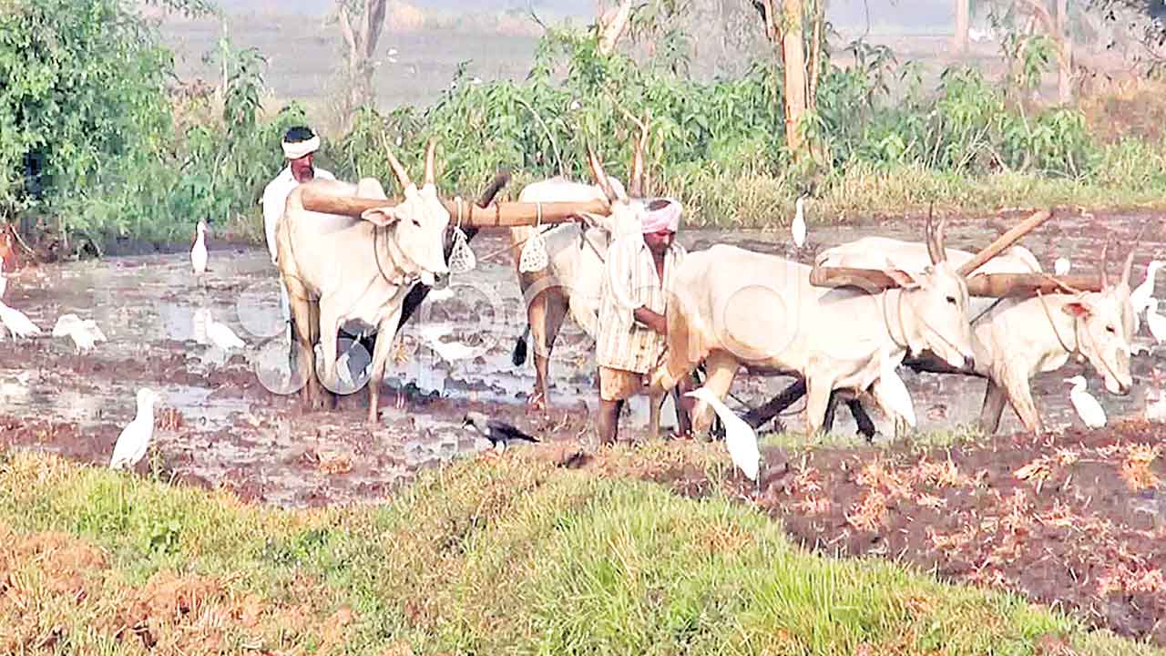 కేంద్రం కొర్రీ.. రైతులు వర్రీ
