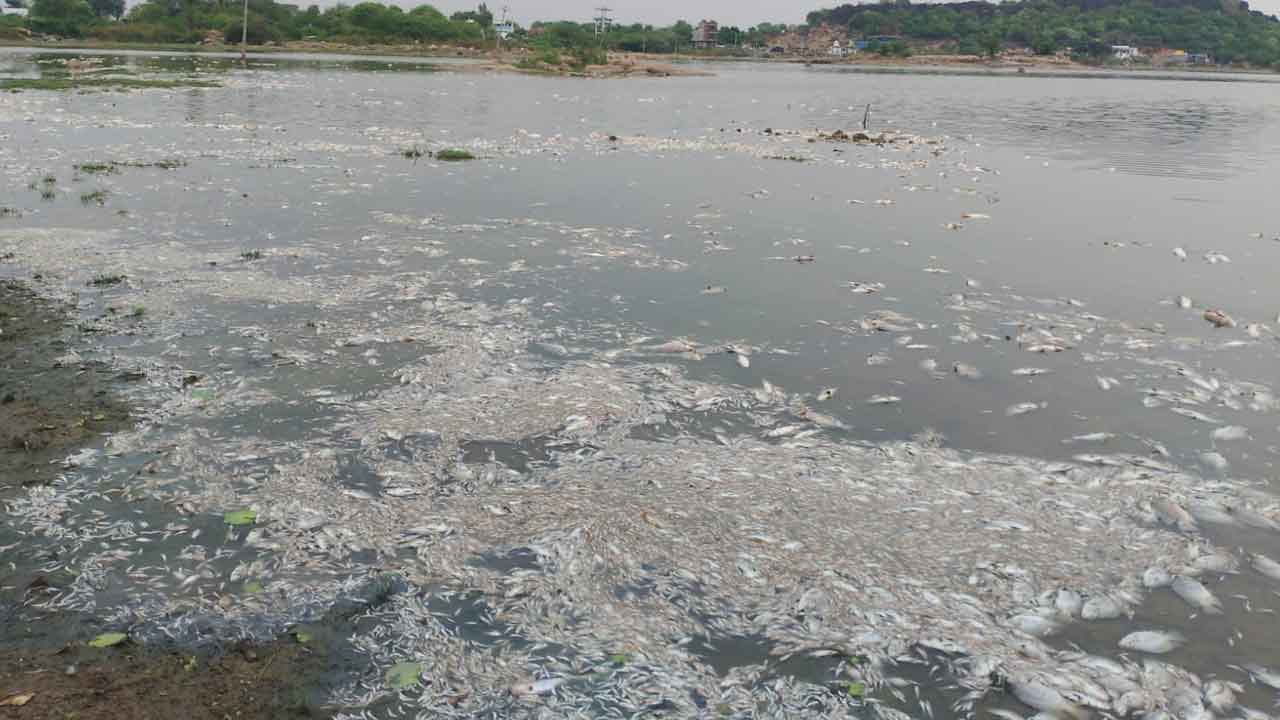 Suryapet | చెరువులో విష ప్రయోగం.. భారీగా చేపలు మృతి