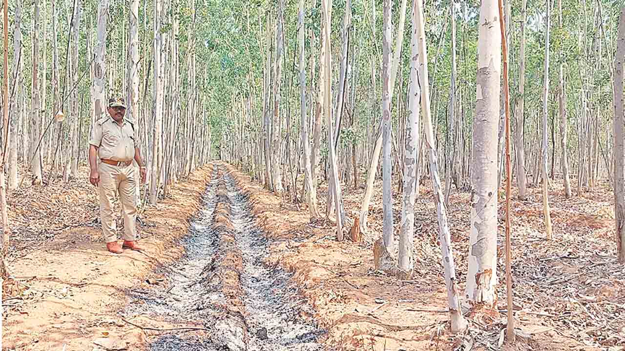 అడవులతోనే మనుగడ సాధ్యం