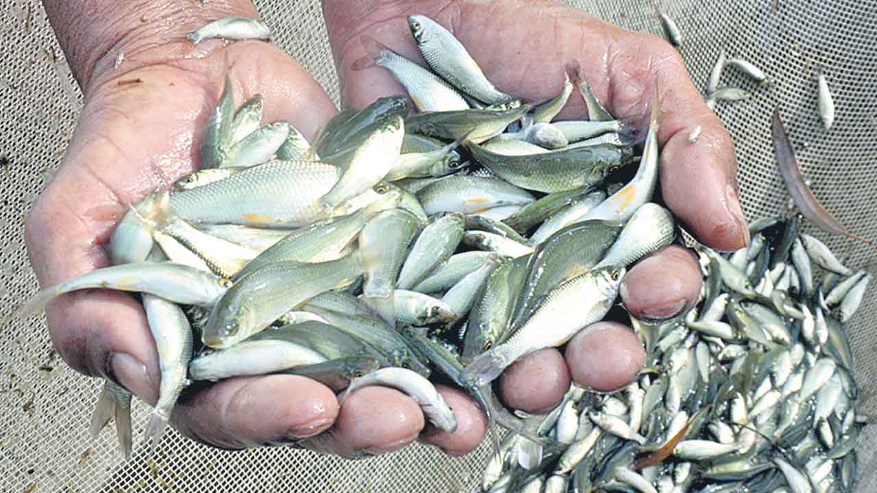 చేప పిల్లల పంపిణీ ఉన్నట్టా? లేనట్టా?