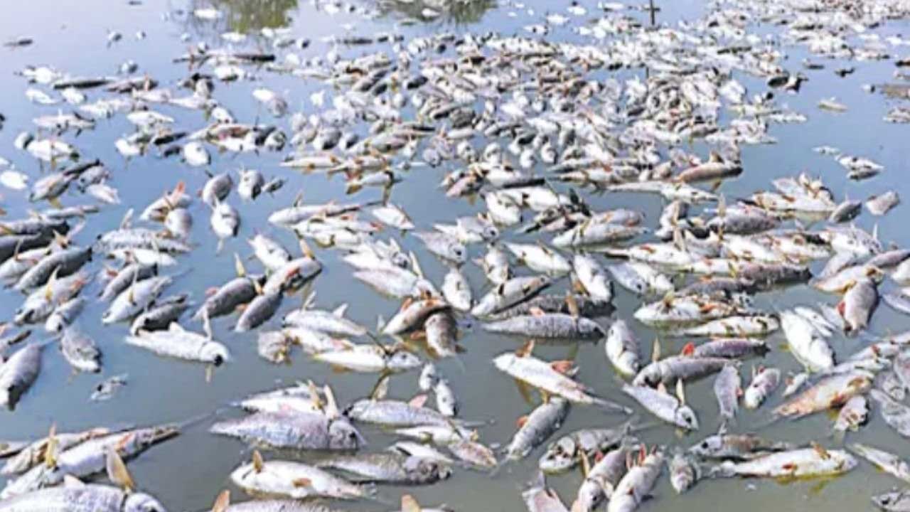 Heat Wave | వడదెబ్బ ఎఫెక్ట్.. 2 టన్నుల చేపలు మృత్యువాత