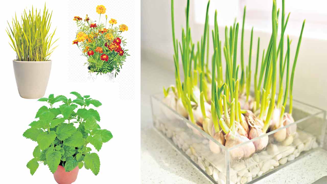 ఈ మొక్కలు దోమతెరలు