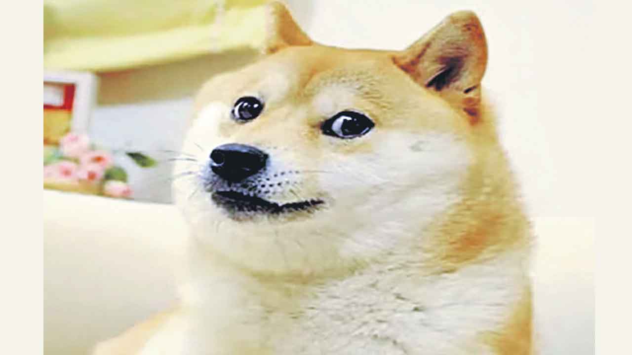 Japanese dog | క్రిప్టో ఐకాన్‌ కబొసు ఇక లేదు.. మరణించిన జపనీస్‌ శునకం