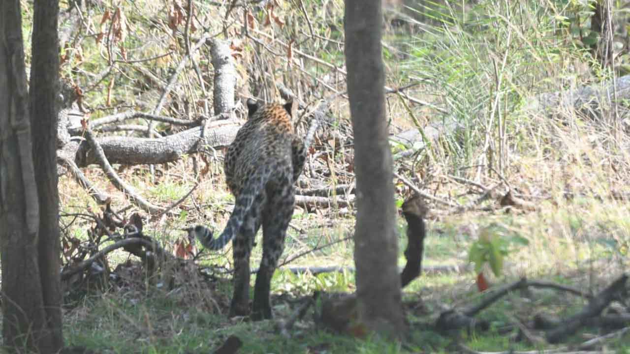 Leopard | ఎట్టకేలకు చిక్కిన చిరుత.. అమ్రాబాద్‌ అడవుల్లో వదిలిన అధికారులు