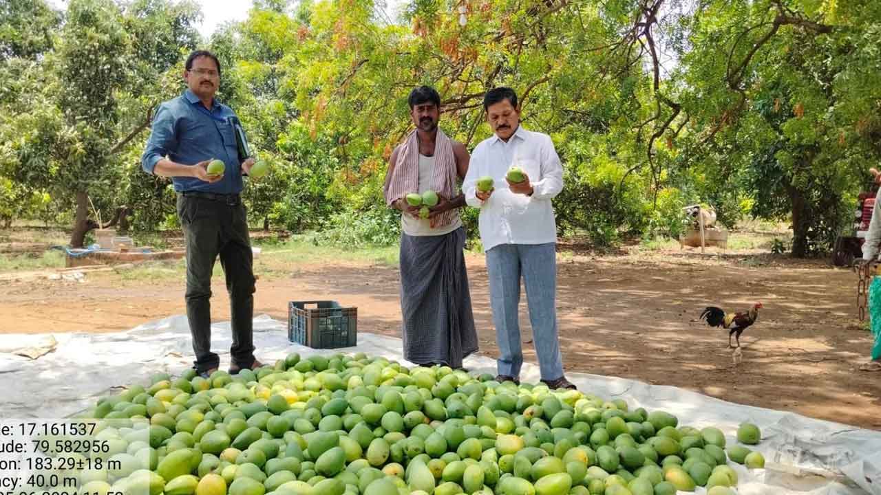 1,429 ఎకరాల్లో మామిడి పంట నష్టం