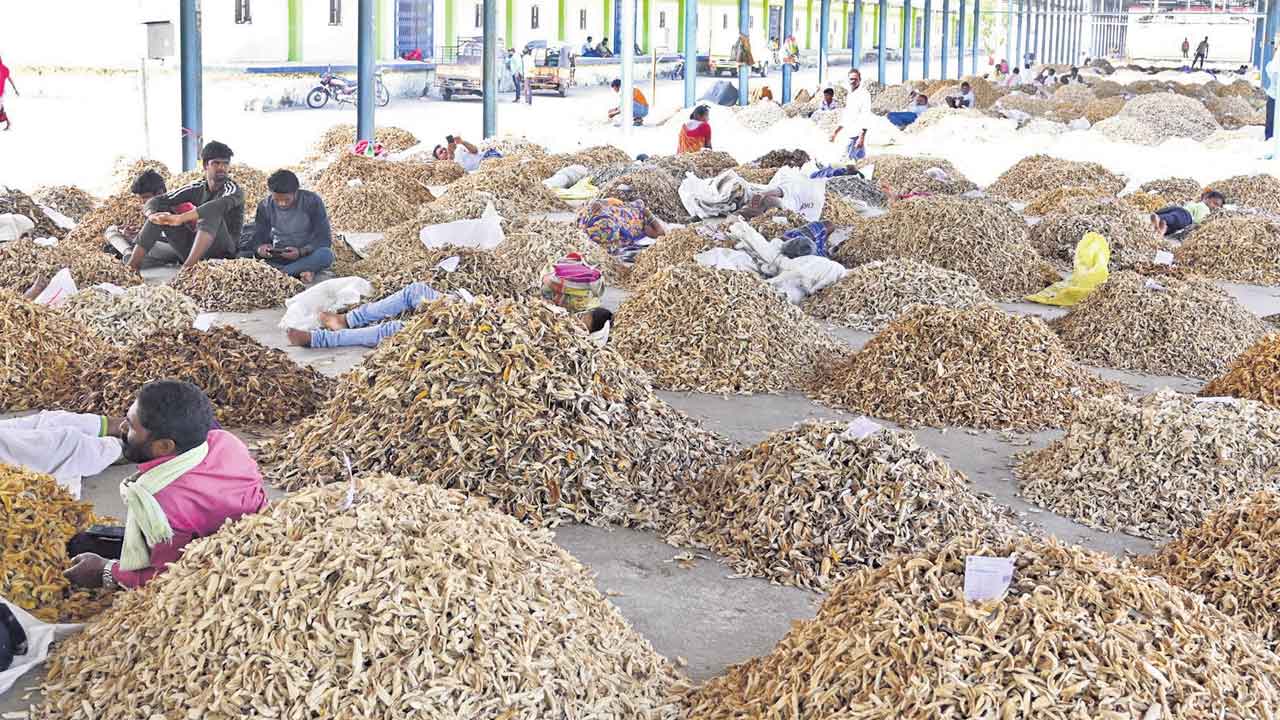 ఆమ్‌చూర్‌.. రైతు బేజార్‌