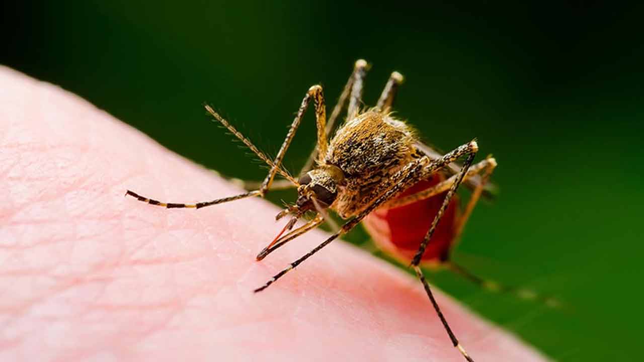 West Nile virus | కేరళలో మళ్లీ ‘వెస్ట్‌ నైల్‌’ వైరస్‌.. జిల్లాలకు అలర్ట్ జారీ